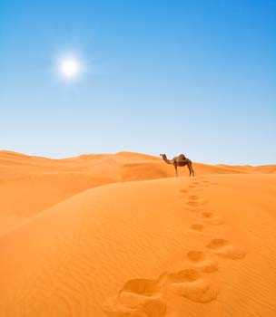 Wandsticker groß camel Kamel