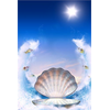 Shell Fancy Decoration Decal