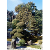 Japanese Garden Decoration Decal