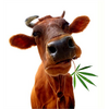 Sticker Géant Vache Feuille de Cannabis