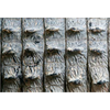 Stickers muraux géant Alligator