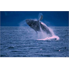 Sticker muraux groß  Baleine