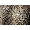 Deco Stickers muraux Peau Éléphant 2