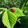 Ladybug deco decal