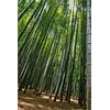 Sticker Mural, photo foret de bambou du Japon, celine