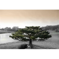 Dekoaufkleber Japanischer Zen-Baum