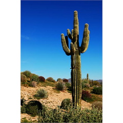 Dekoaufkleber Kaktus in der Wildnis Las Vegas