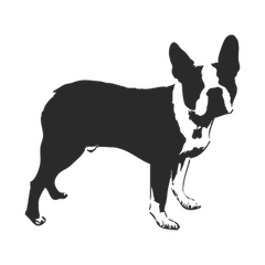 T-Shirt Boston Terrier