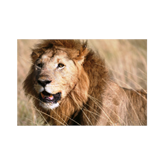 Sticker Déco Lion Safari Kenia