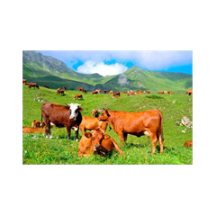 Sticker muraux geant Vaches