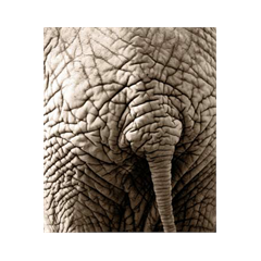 Deco Stickers muraux Peau Éléphant