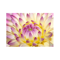 Sticker Deco muraux Fleur de lotus