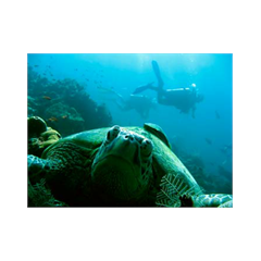 Wandsticker Schildkröte de mer et Plongeur