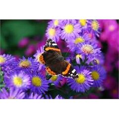 Schmetterling & Blumen Sticker Deko