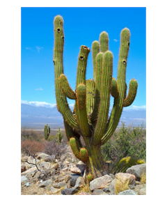 Dekoaufkleber Kaktus 1