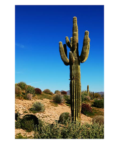 Dekoaufkleber Kaktus in der Wildnis Las Vegas