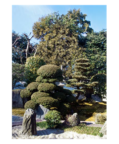 Sticker groß Jardin Japonais