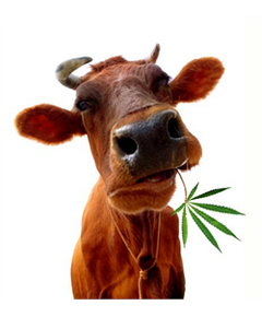 Cow Cannabis Leaf Decoration Decal
