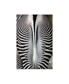 Zebra Tail Decoration Decal