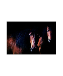 Sticker Deko Pferde dans la nuit sombre
