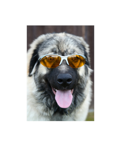 Sticker Deko Hund avec des lunettes de Sonne