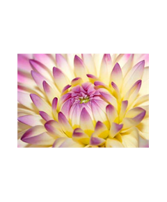 Sticker Deco muraux Fleur de lotus