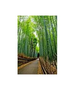 Sticker Mural, photo foret de bambou de Kyoto, celine