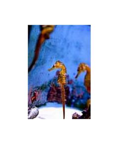 Sticker Mural, photo hippocampe de l'aquarium d'Okinawa Okinawa, celine