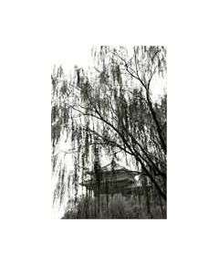 Sticker Mural, photo arbres de Pekin et cité interdite, celine