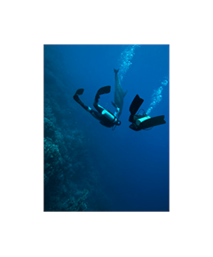 Sticker Deko Plongée sous marine avec un Delphin