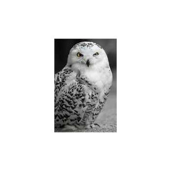 Snowy owl deco decal