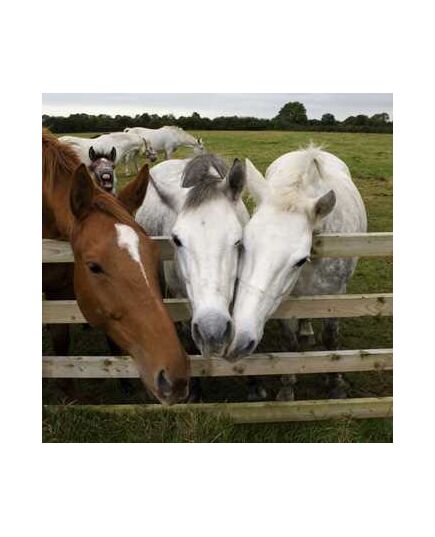 3 Horses Decoration Decal