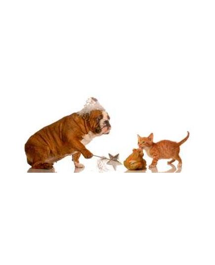 Sticker muraux groß Hund et Katze