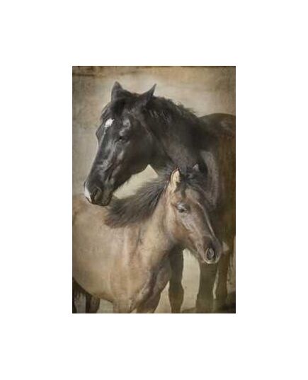 Two Horses Decoration Decal
