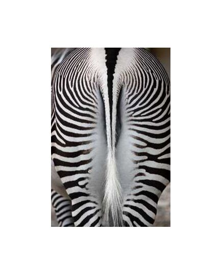 Zebra Tail Decoration Decal