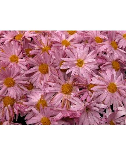 Pink daisies deco decal