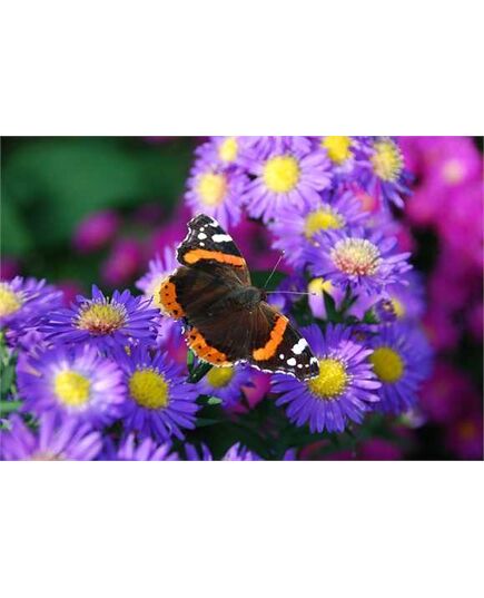 Papillon & Fleurs Sticker Déco