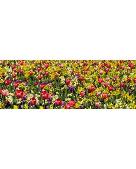 Sticker Tête de Lit Jardin Fleurs Tulipes