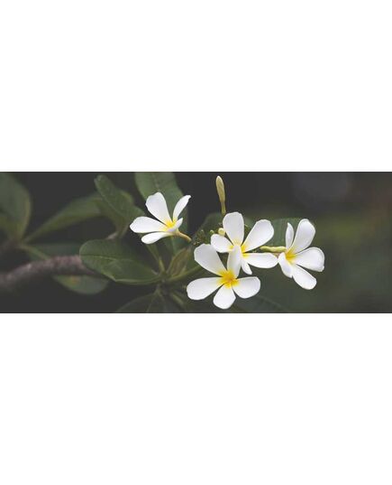 Sticker Tête de Lit Fleur Blanche