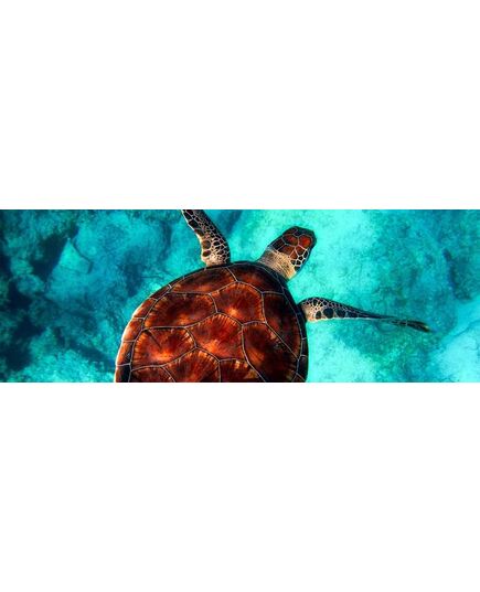 Kopfteil Aufkleber Meeresschildkröte