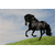 Black Horse At Gallop Decoration Decal