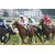 Sticker Déco Courses de chevaux Jockeys