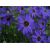 Blumen bleues Sticker Deko