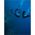 Sticker Déco Plongée sous marine avec un dauphin