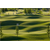 Sticker Déco Terrain de golf