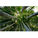Dekoaufkleber Bambus