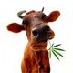 Sticker Géant Vache Feuille de Cannabis