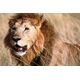 Sticker Déco Lion Safari Kenia