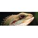 Headboard Decal Chinese Water Dragon Lizard